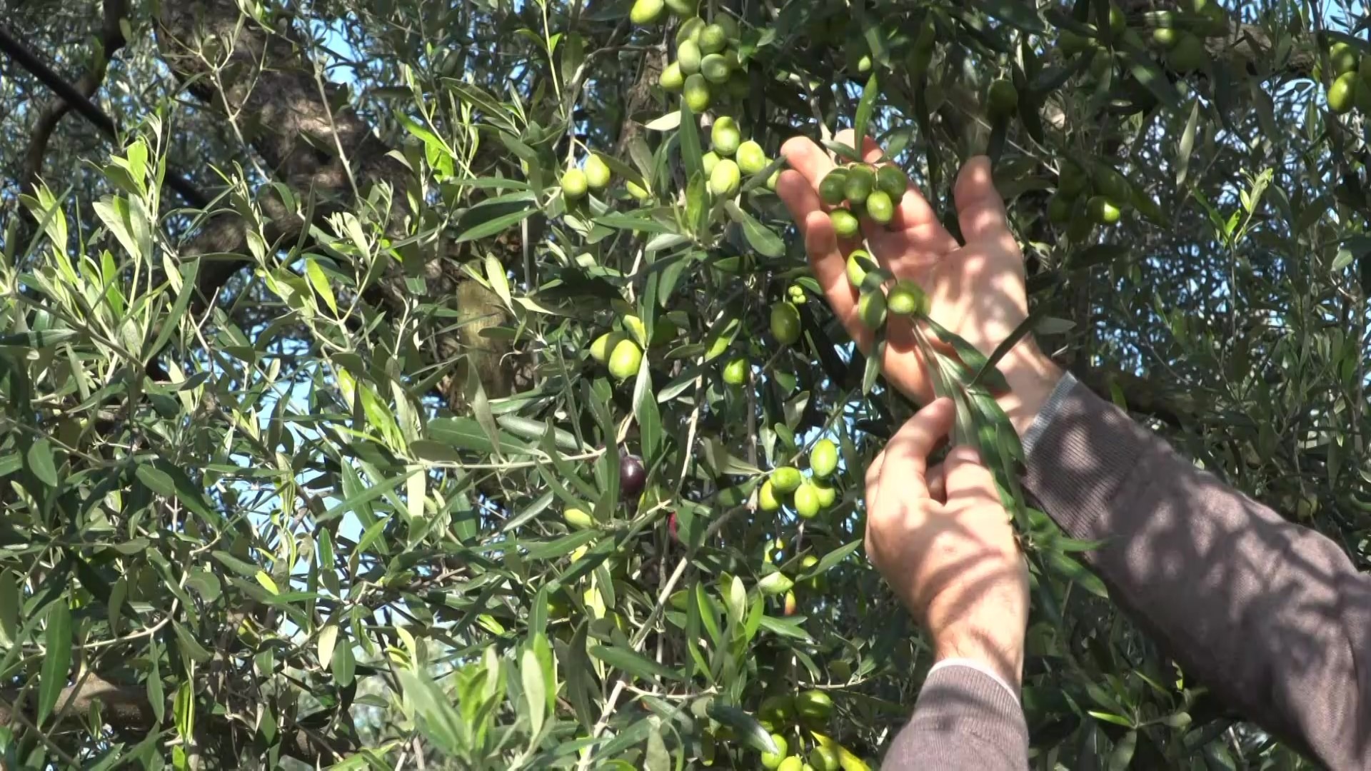 La raccolta delle olive